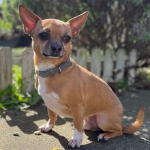 Load image into Gallery viewer, Vegan Leather Dog Collar - Pebble Grey