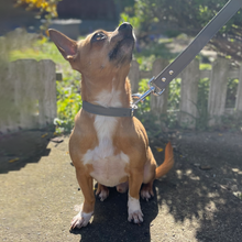 Load image into Gallery viewer, Vegan Leather Dog Collar - Pebble Grey