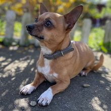 Load image into Gallery viewer, Vegan Leather Dog Collar - Pebble Grey