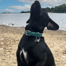 Load image into Gallery viewer, Vegan Leather Dog Collar - Racing Green
