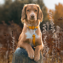 Load image into Gallery viewer, Vegan Leather Dog Collar - Amber