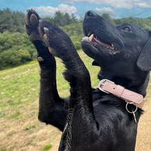 Load image into Gallery viewer, Vegan Leather Dog Collar - Mocha