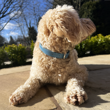 Load image into Gallery viewer, padded dog collar