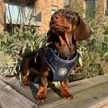Load image into Gallery viewer, Classy Mother Pupper Harness