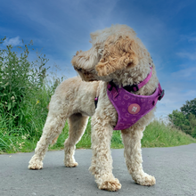Load image into Gallery viewer, Collie-fornia Love Harness