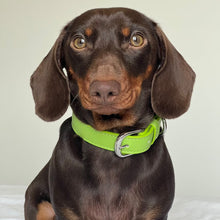 Load image into Gallery viewer, Vegan Leather Dog Collar - Spring Green