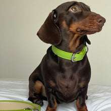 Load image into Gallery viewer, Vegan Leather Dog Collar - Spring Green