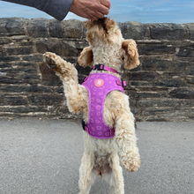 Load image into Gallery viewer, Collie-fornia Love Harness