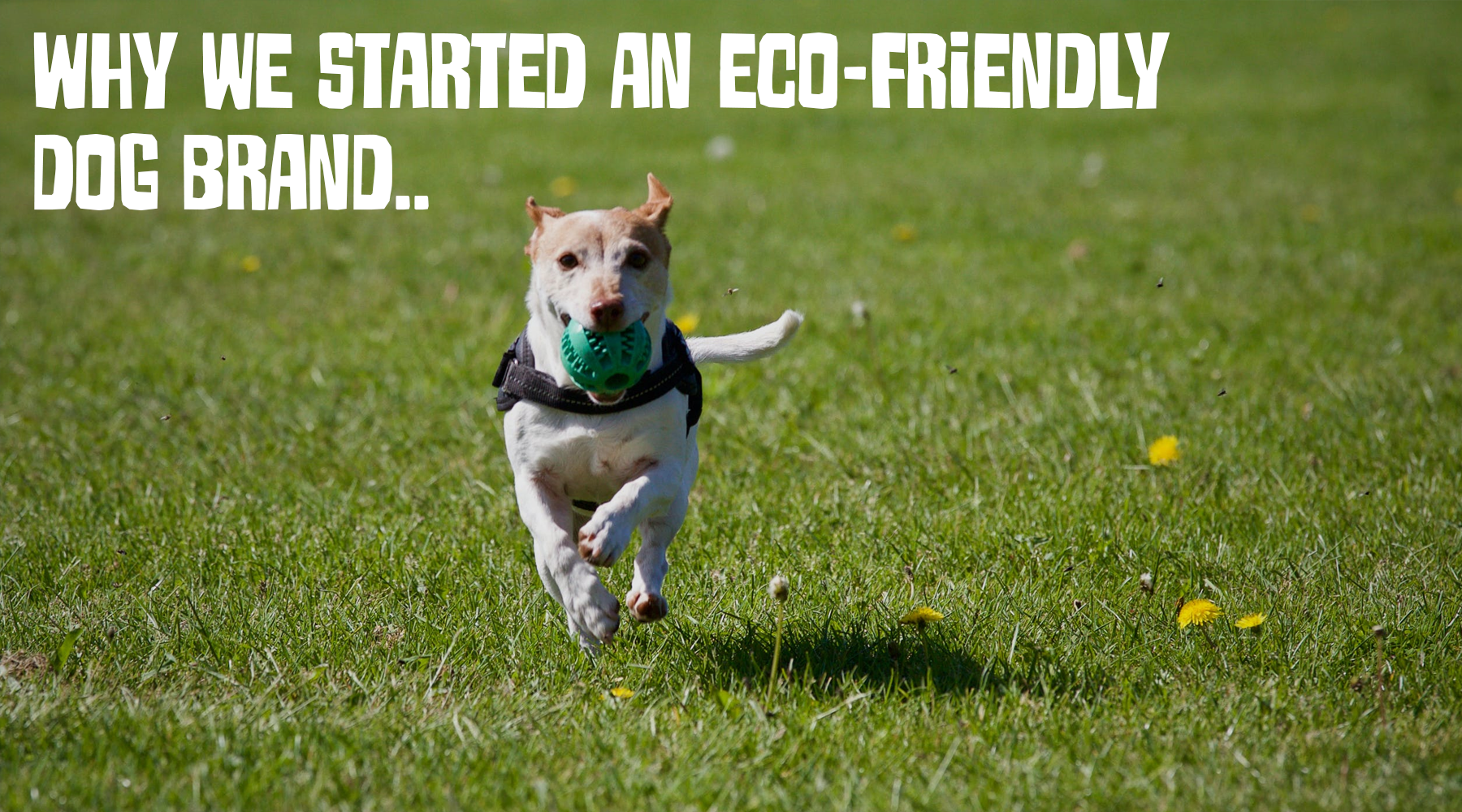 Why We Started an Eco-Friendly Pet Brand