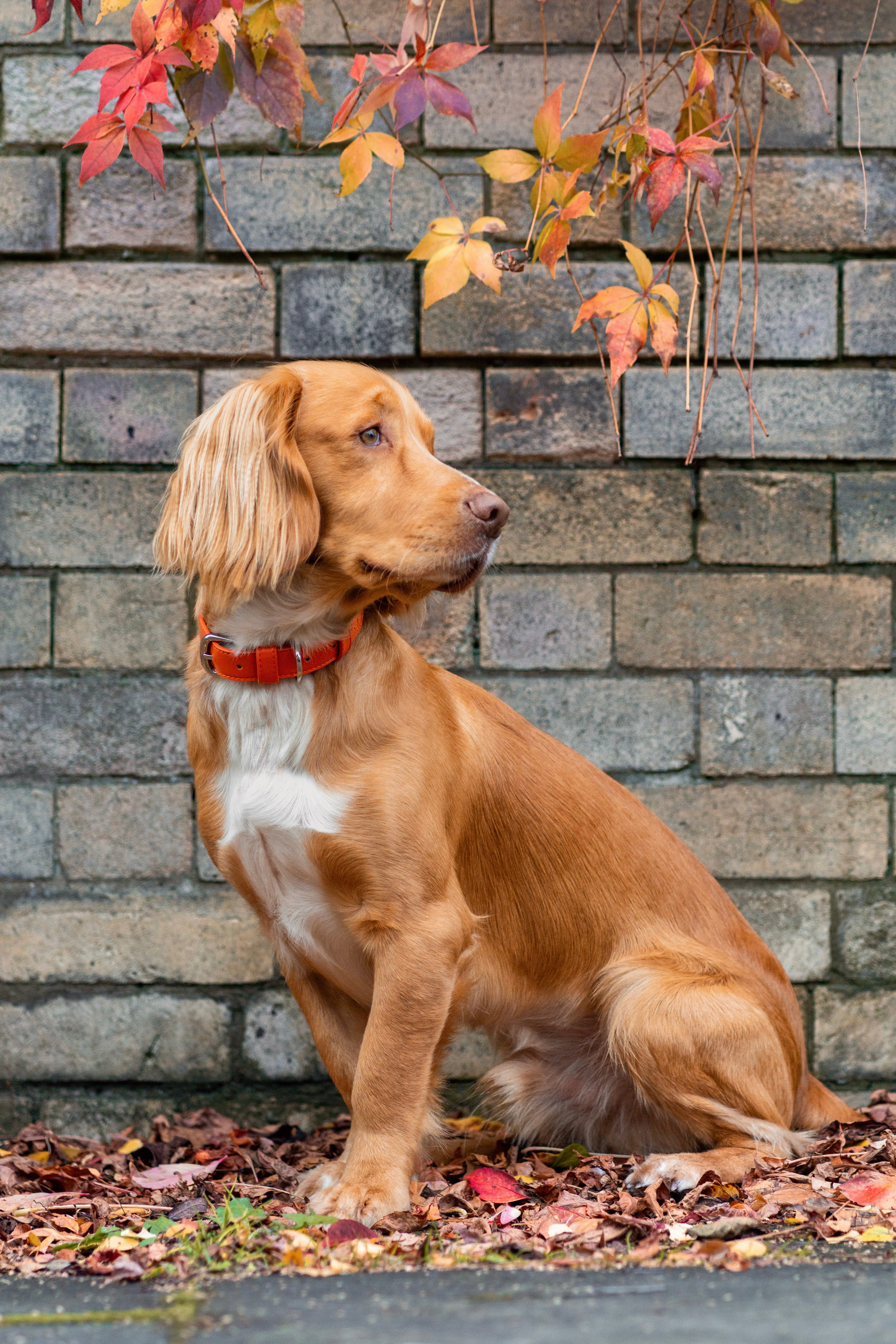 Vegan Leather Dog Collar - Coral