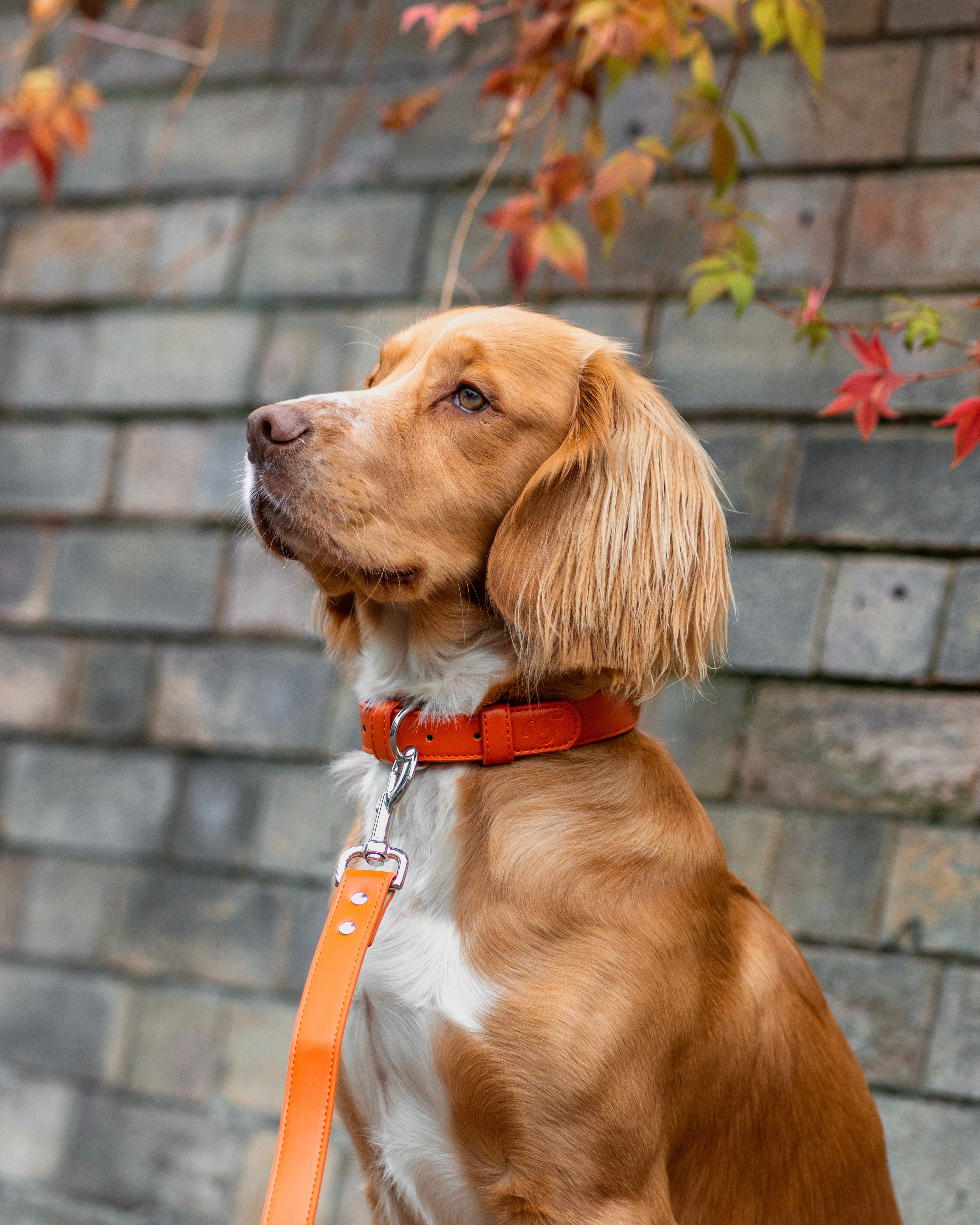 Vegan Leather Dog Collar - Coral