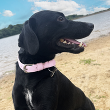 Load image into Gallery viewer, Baby Pink Vegan Dog Collar
