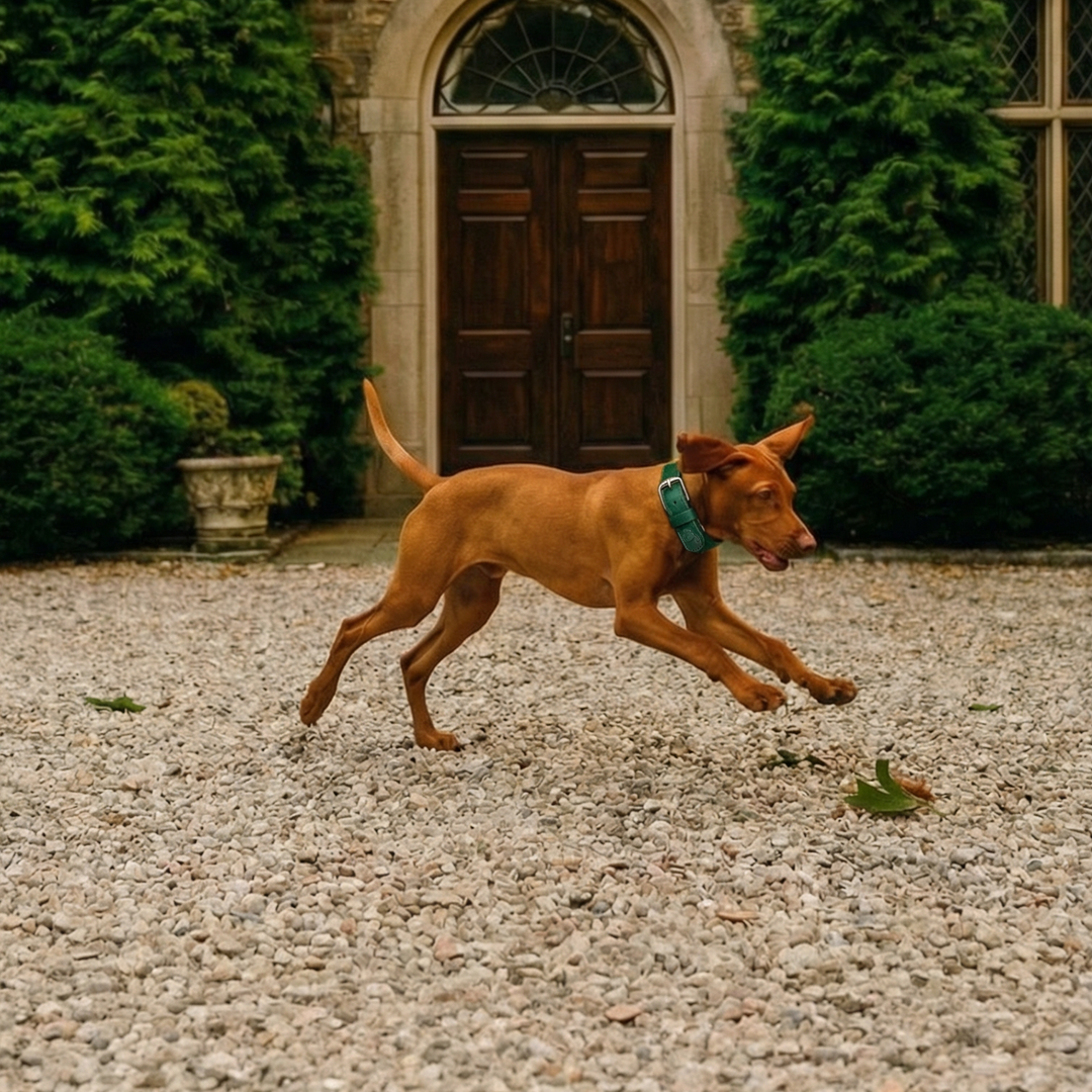 Vegan Leather Dog Collar - Racin’ Green