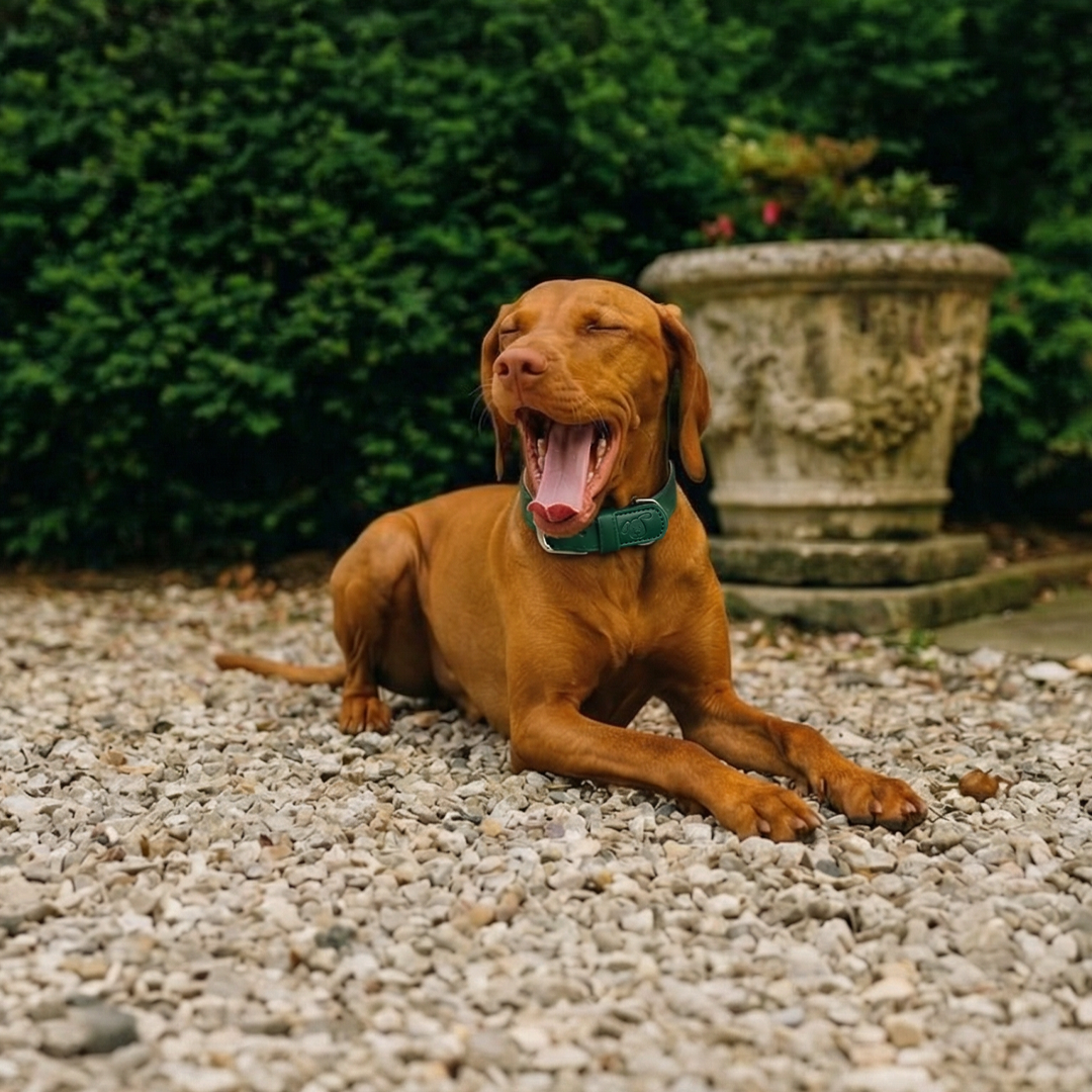 Vegan Leather Dog Collar - Racin’ Green