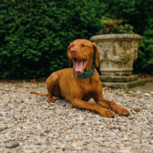 Load image into Gallery viewer, Vegan Leather Dog Collar - Racin’ Green
