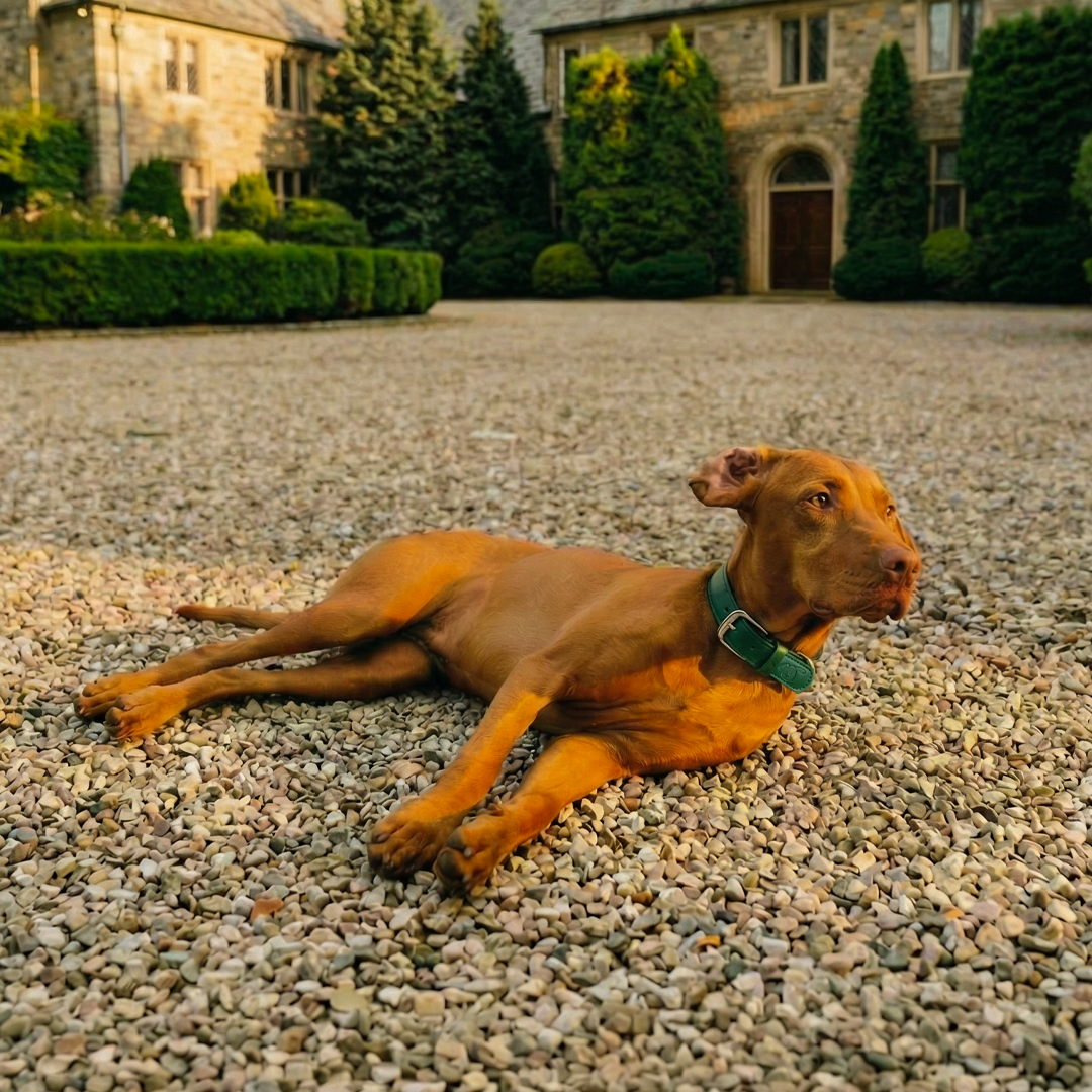 Vegan Leather Dog Collar - Racin’ Green