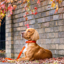 Load image into Gallery viewer, Vegan Leather Dog Collar - Coral
