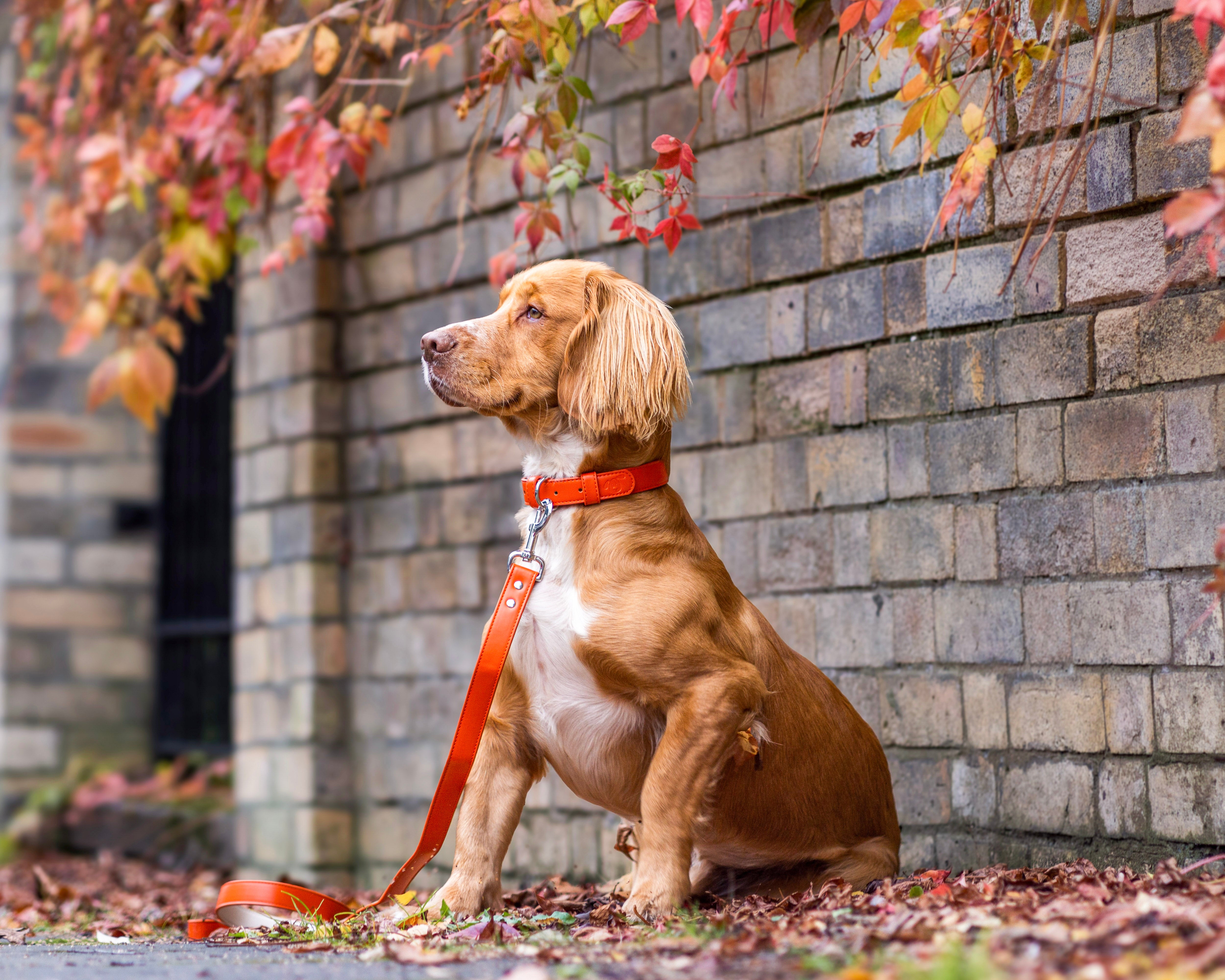 Vegan Leather Dog Collar - Coral