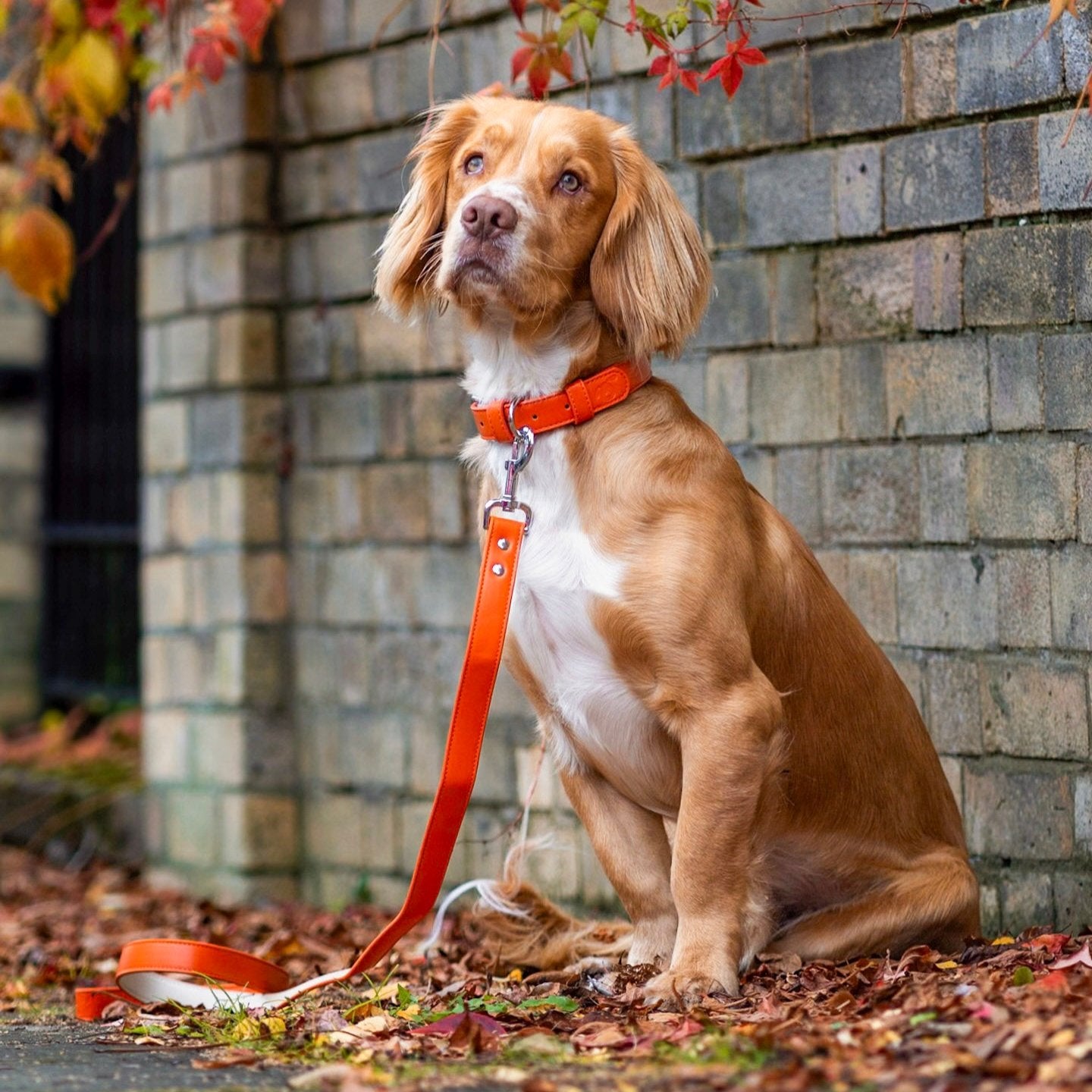 Vegan Leather Dog Collar - Coral