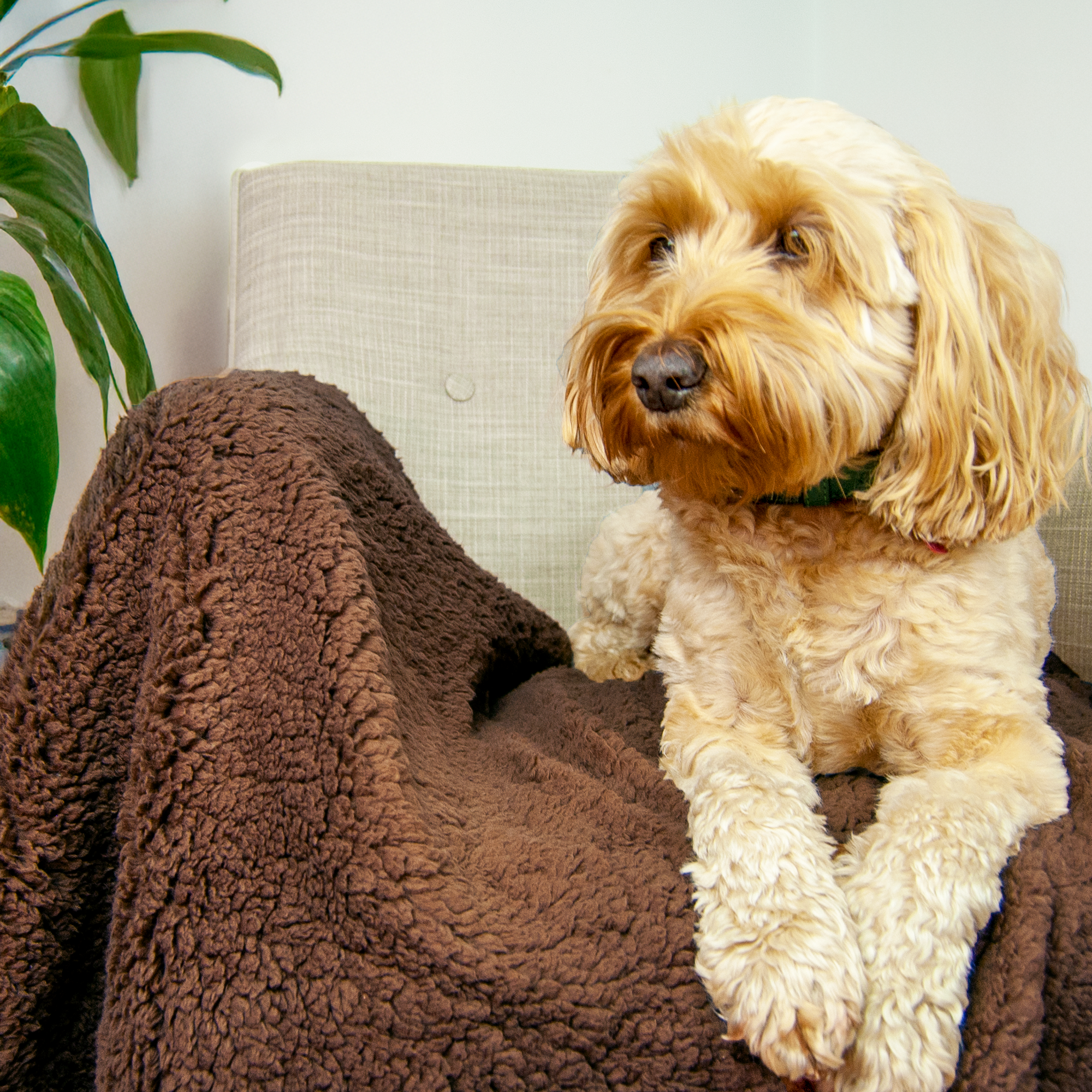 100% Recycled Fluffy Dog Blanket - Chocolate