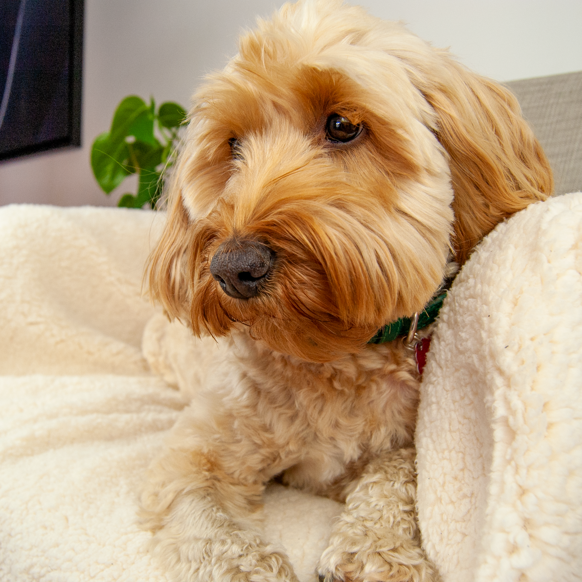 100% Recycled Fluffy Dog Blanket - Buttercream