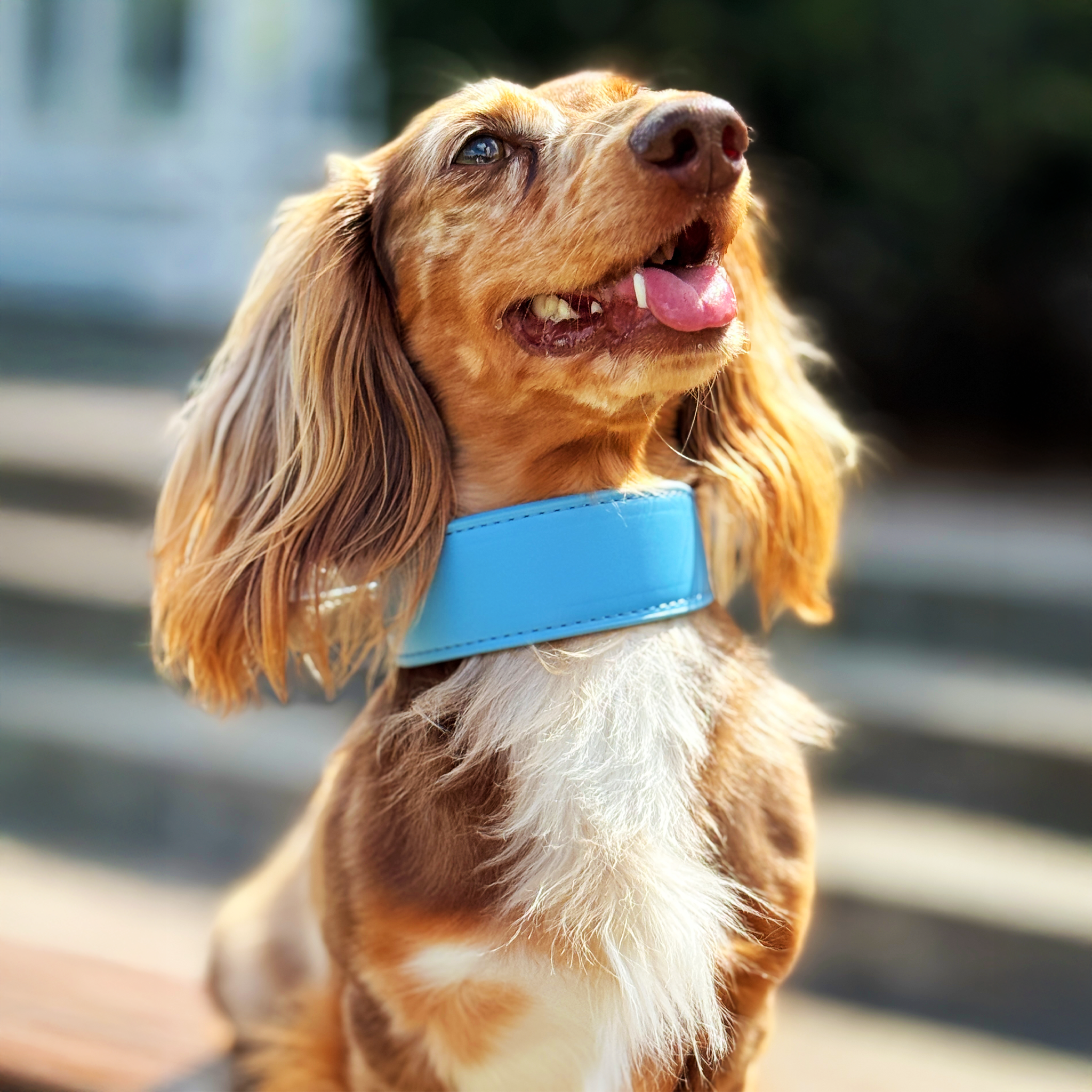 Whippet & Hound Vegan Leather Collar - Carolina Blue
