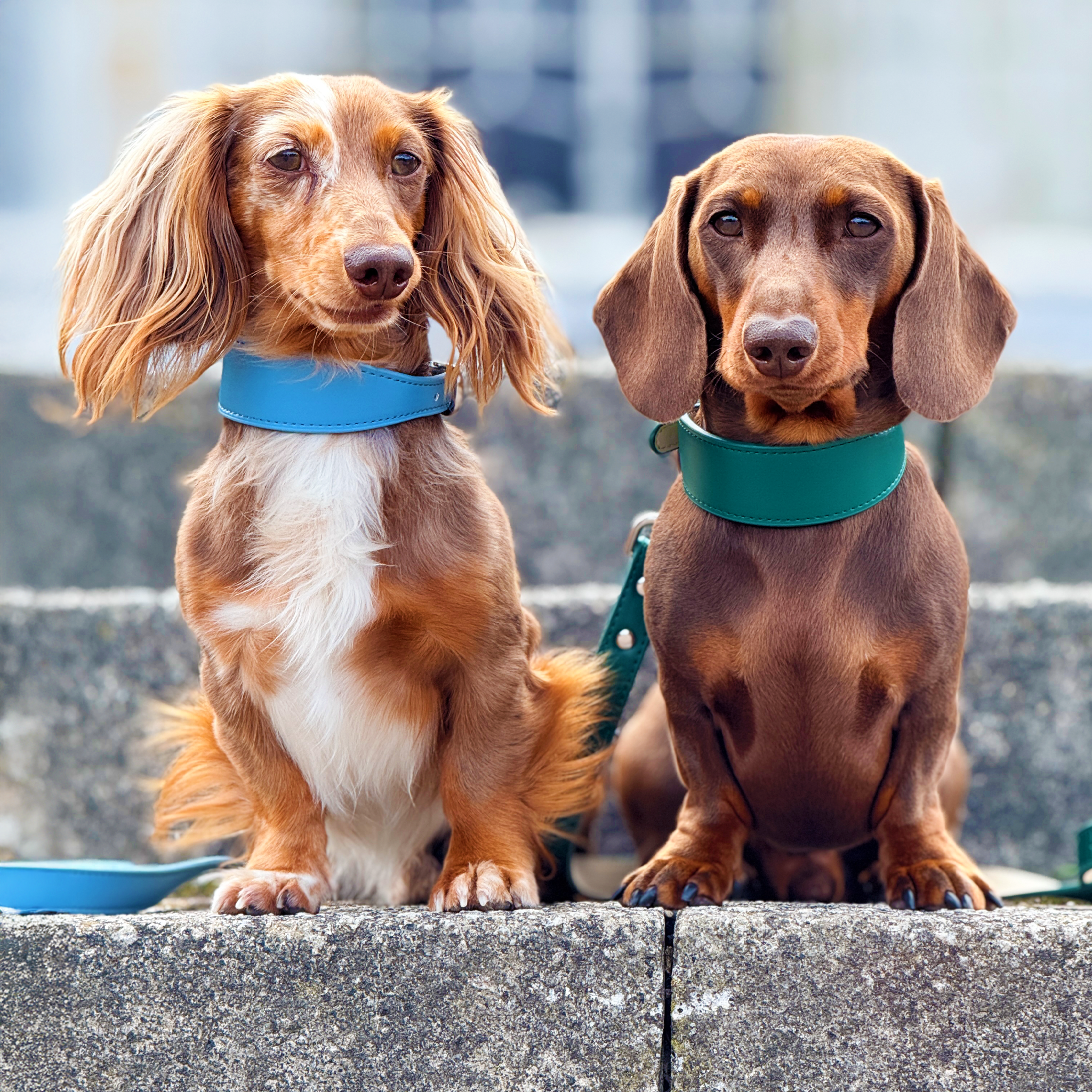 Whippet & Hound Vegan Leather Collar - Carolina Blue