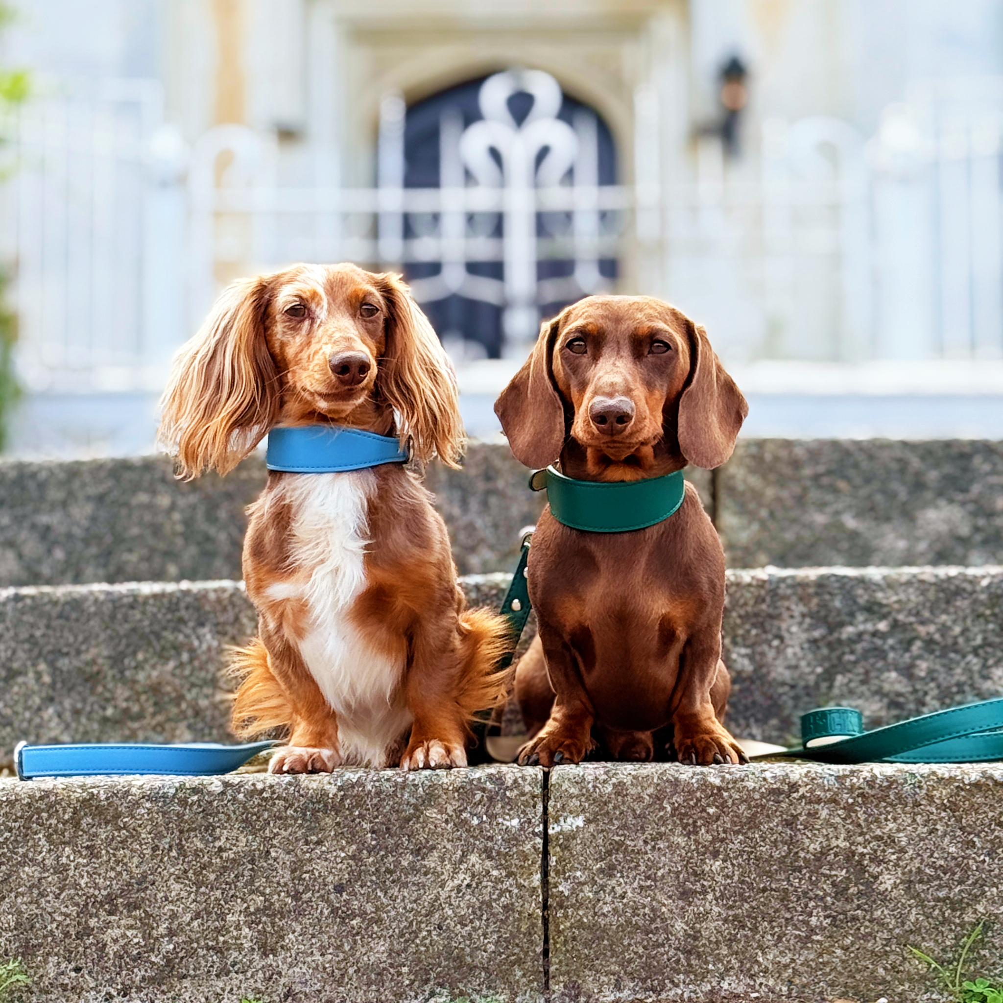 Whippet & Hound Vegan Leather Collar - Carolina Blue