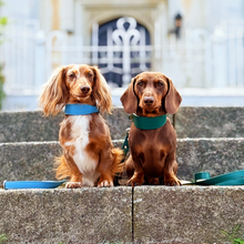 Load image into Gallery viewer, Whippet &amp; Hound Vegan Leather Collar - Carolina Blue

