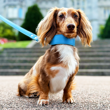 Load image into Gallery viewer, Whippet &amp; Hound Vegan Leather Collar - Carolina Blue
