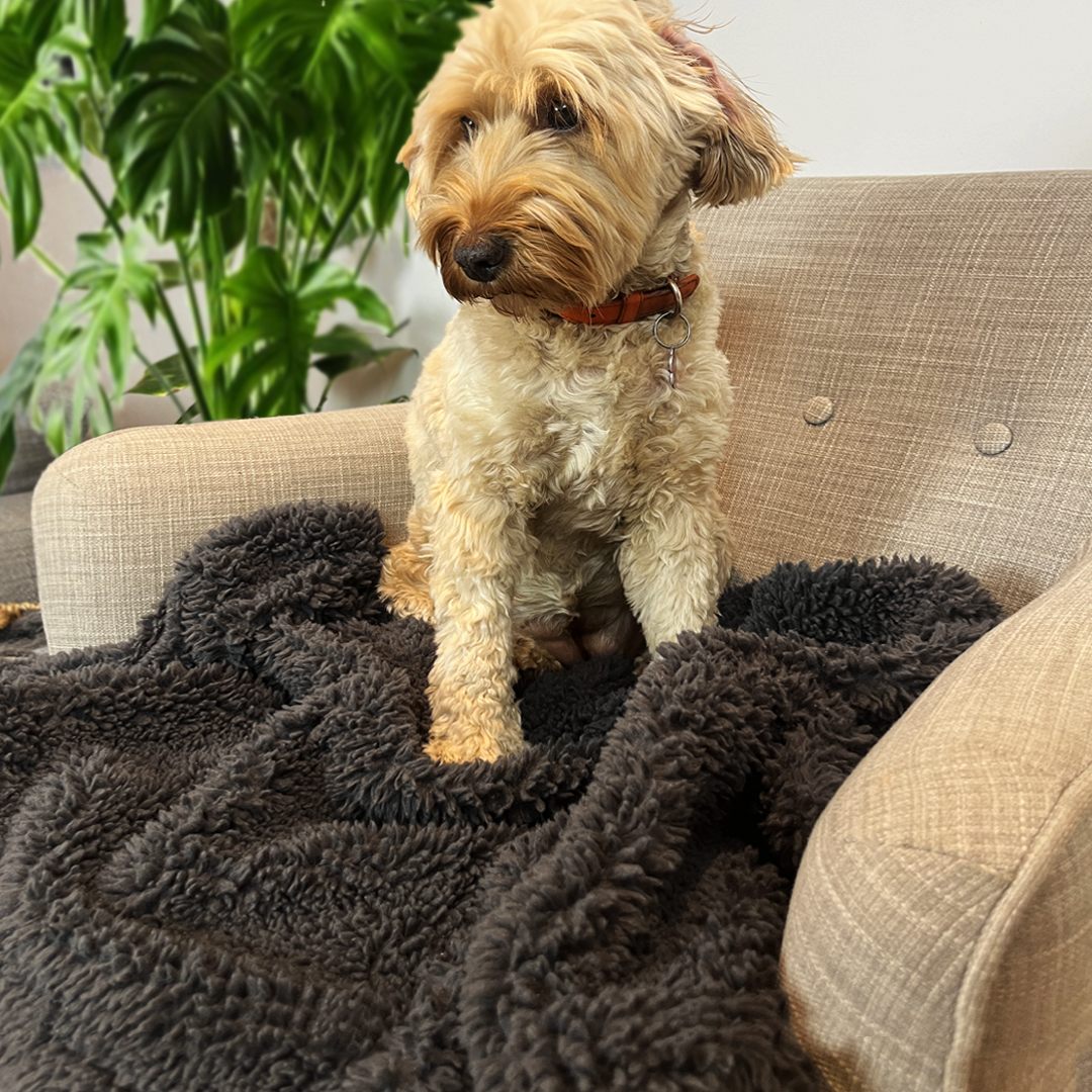 Dog Blanket, Minky Blanket, Dog Accessory, Pet Blanket, Dog Throw, Bed Cover, Dog Comforter, Dog Shawl, Pet Bedspread, Dog Quilt, Pet Afghan, Cozy Pet Rug, Snuggly Pet Wrap