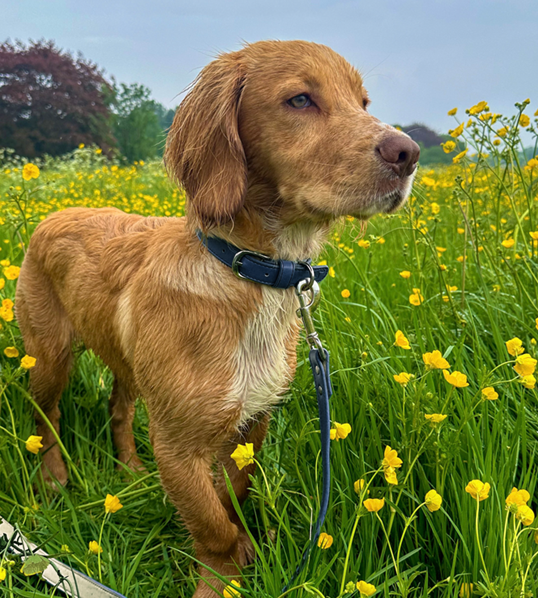 Vegan Leather Collar & Lead Set - Nosey-Nellie Navy