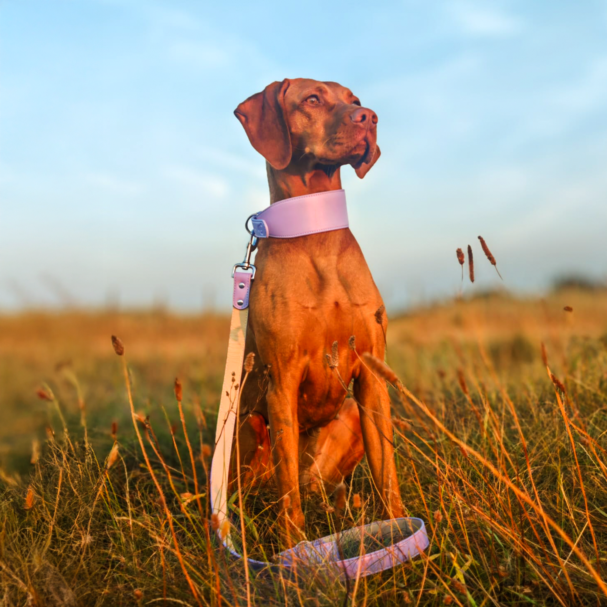 Whippet & Hound Vegan Leather Collar - Lilac