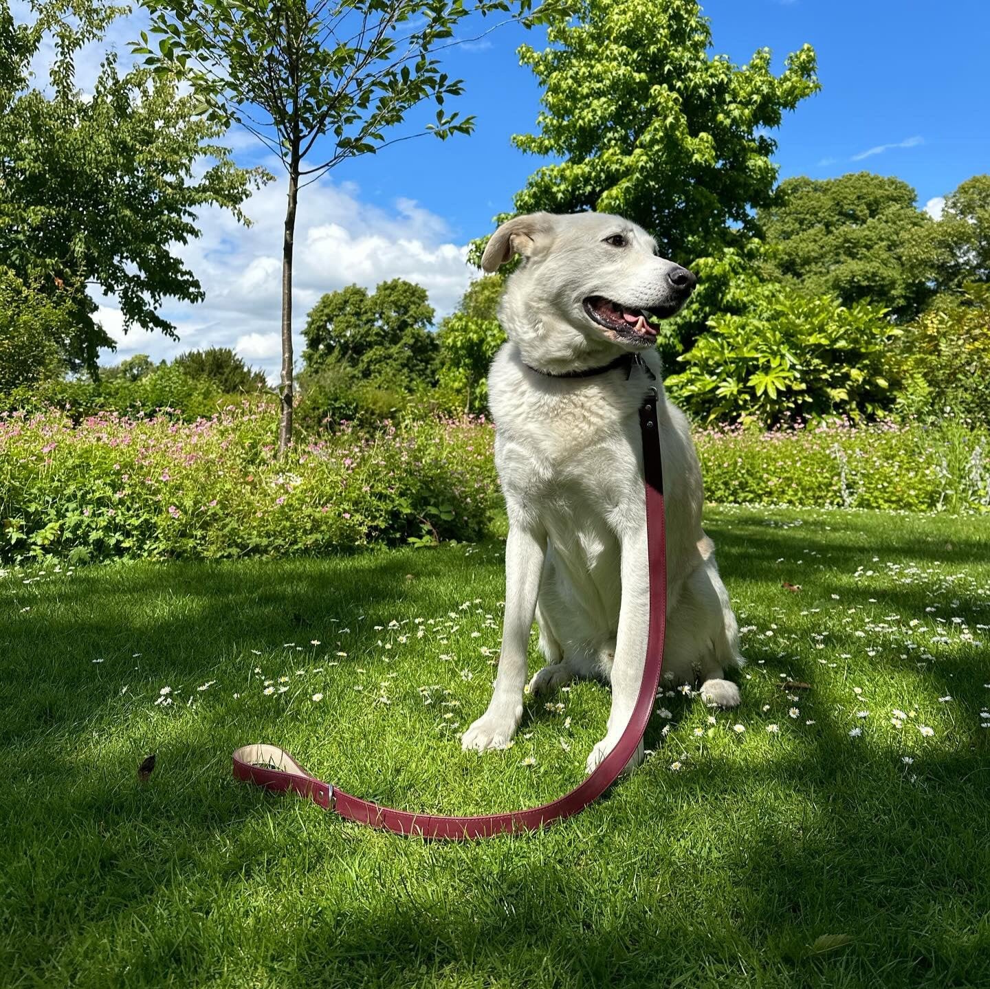 Vegan Leather Dog Collar - Wine Red