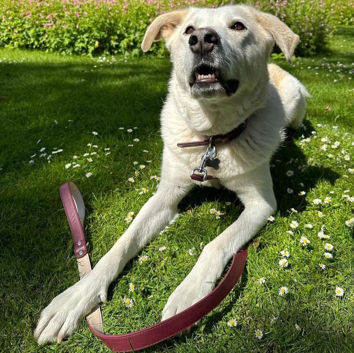 Vegan Leather Collar & Lead Set - Mum's Red Wine