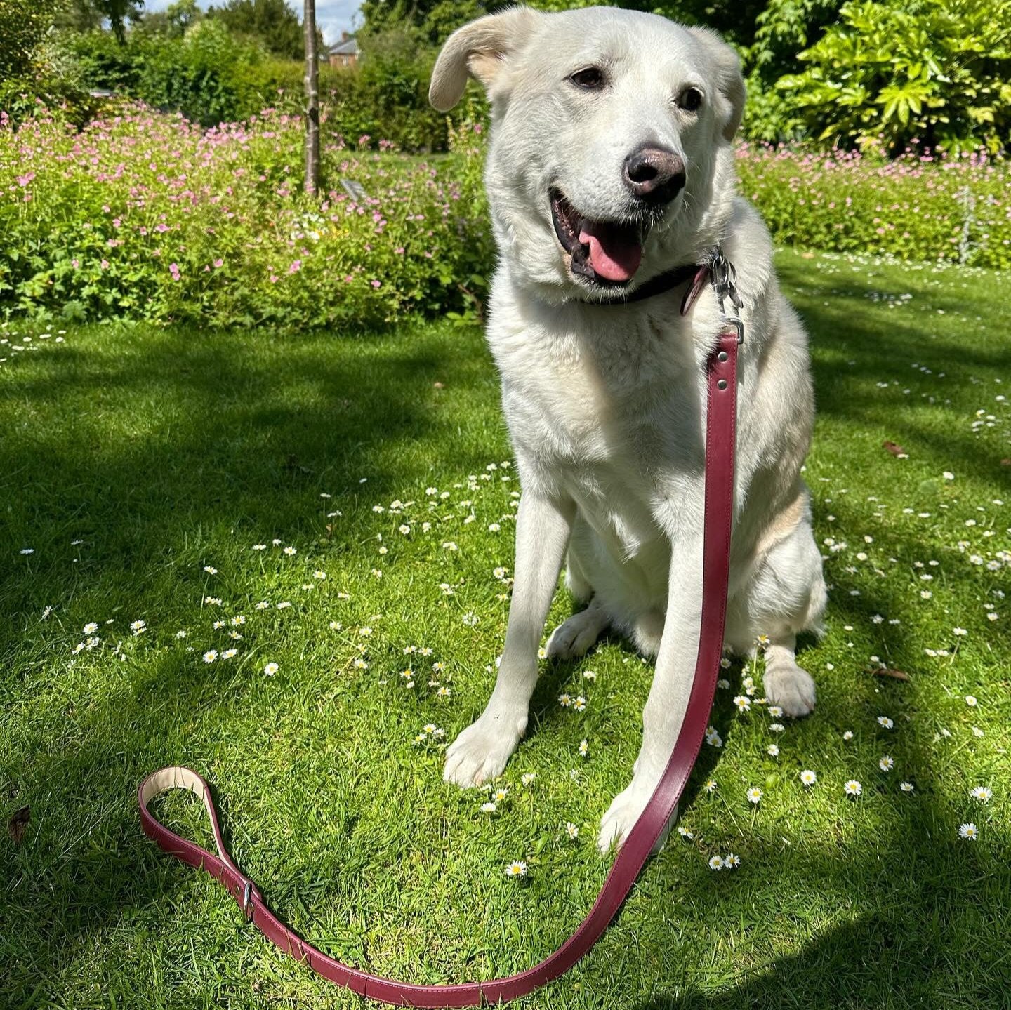 Vegan Leather Collar & Lead Set - Mum's Red Wine
