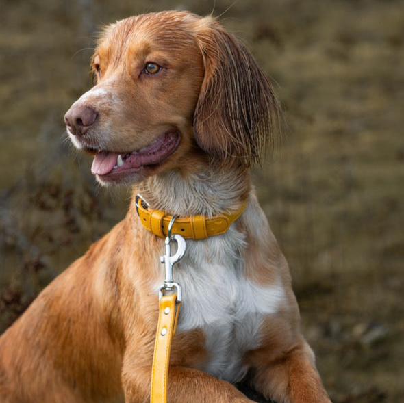 Vegan Leather Dog Collar - Amber