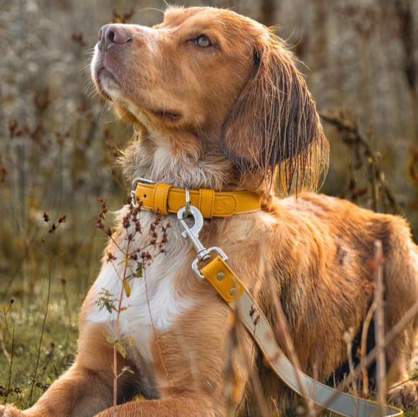 Vegan Leather Dog Collar - Amber