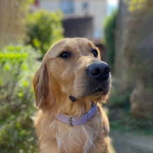Load image into Gallery viewer, Lilac Vegan Dog Collar
