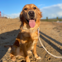 Load image into Gallery viewer, Lilac Vegan Dog Collar
