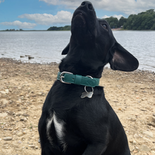 Load image into Gallery viewer, Vegan Leather Dog Collar - Racing Green
