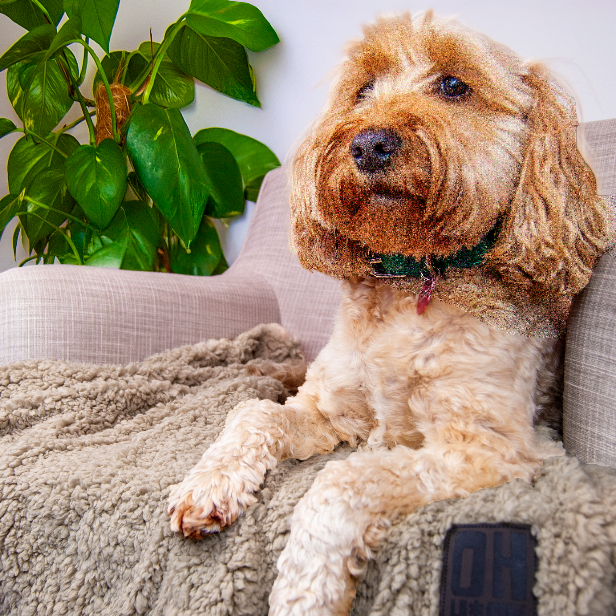100% Recycled Fluffy Dog Blanket - Stone