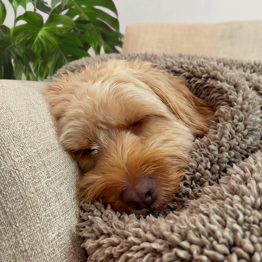 'The Snuggler' Fluffy Dog Blanket - Stone