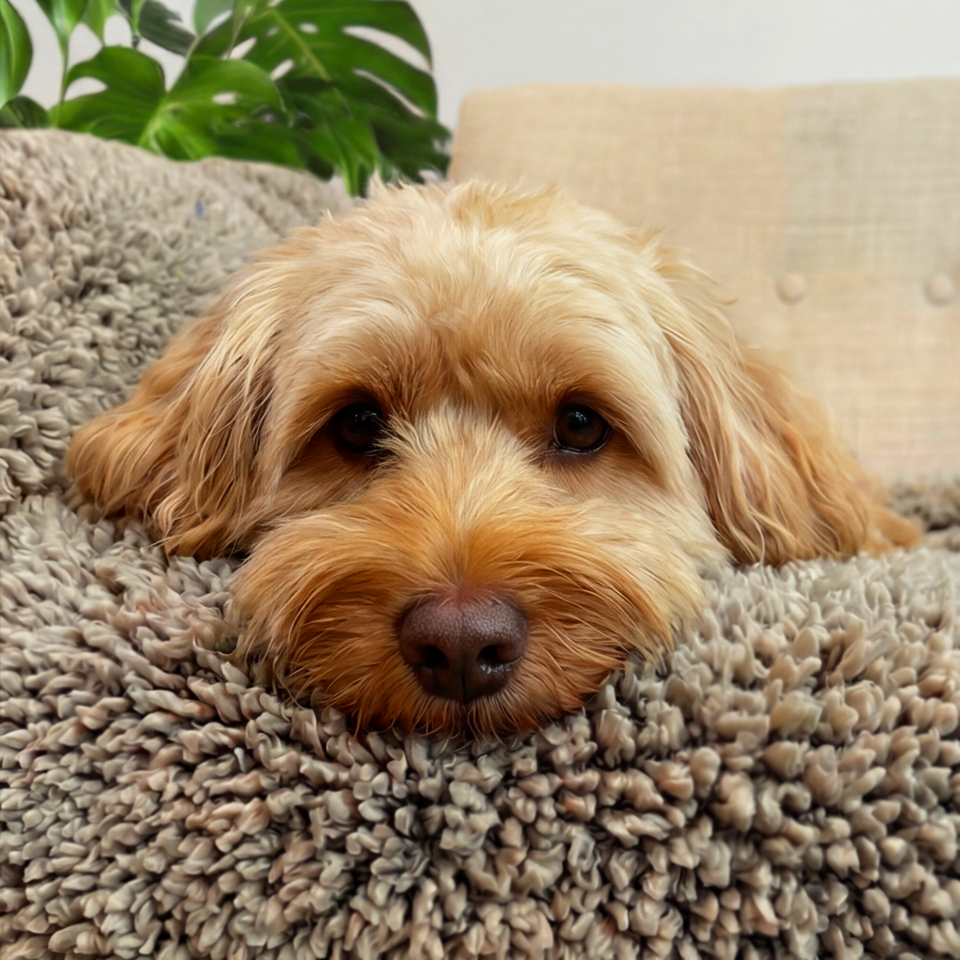 'The Snuggler' Fluffy Dog Blanket - Stone