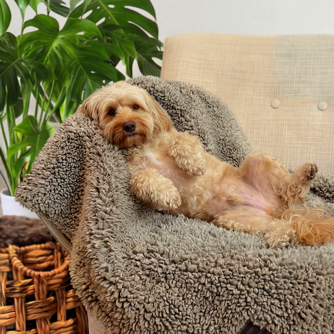 'The Snuggler' Fluffy Dog Blanket - Stone