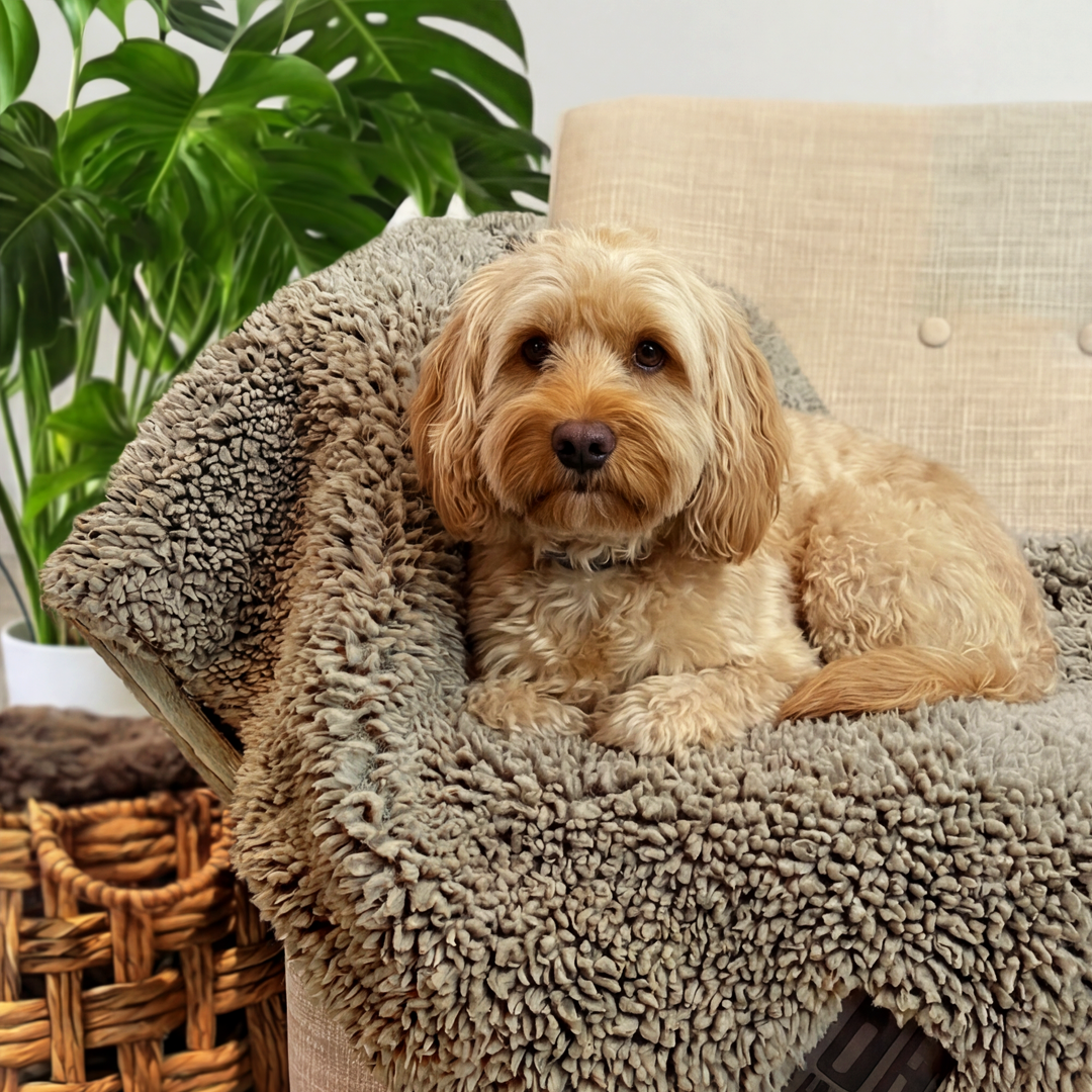 'The Snuggler' Fluffy Dog Blanket - Stone