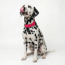 Load image into Gallery viewer, Vegan Leather Collar &amp; Lead Set - Rebel Pink
