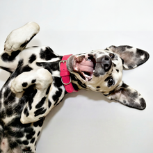 Load image into Gallery viewer, Vegan Leather Collar &amp; Lead Set - Rebel Pink
