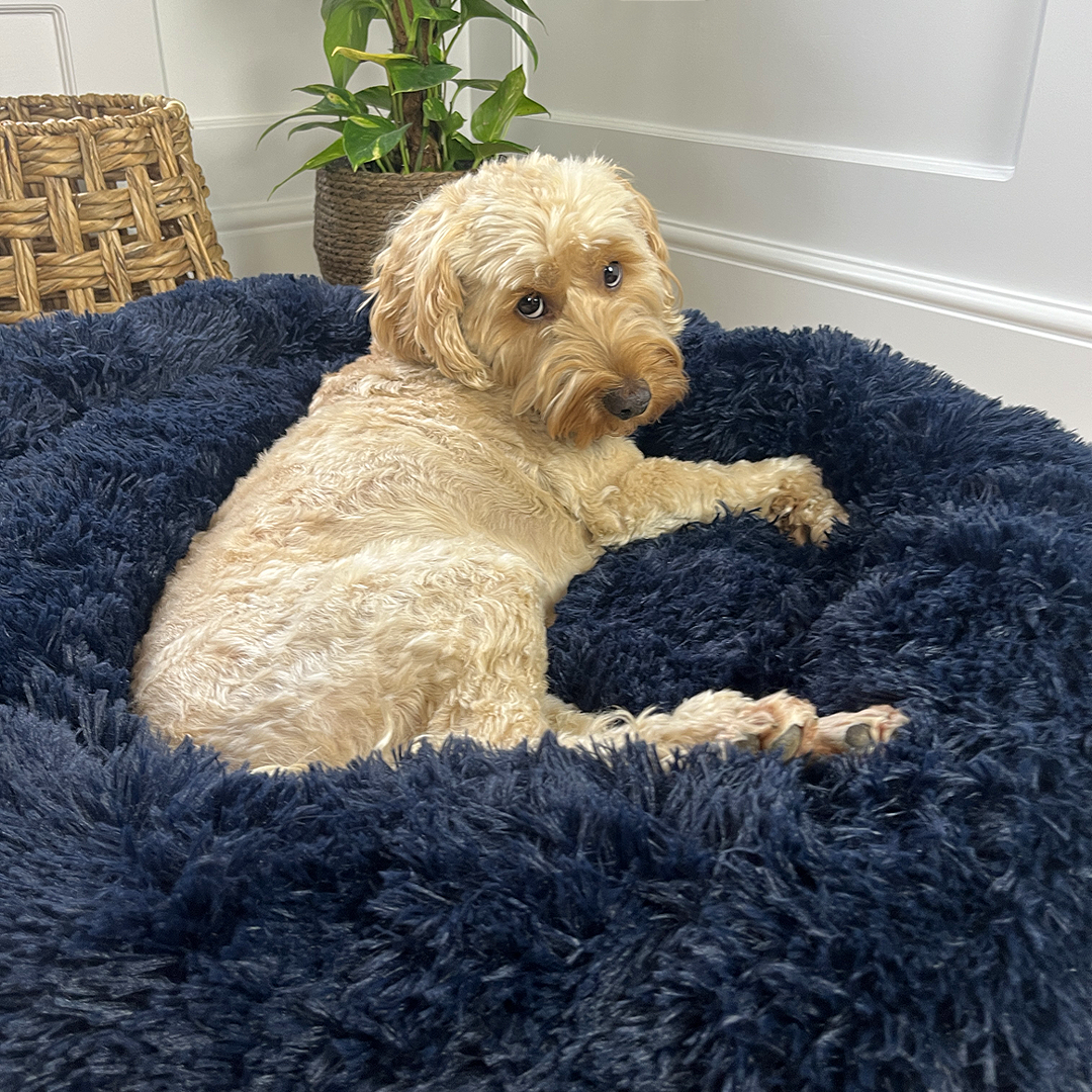 Calming Donut Bed - Frenchie Blue