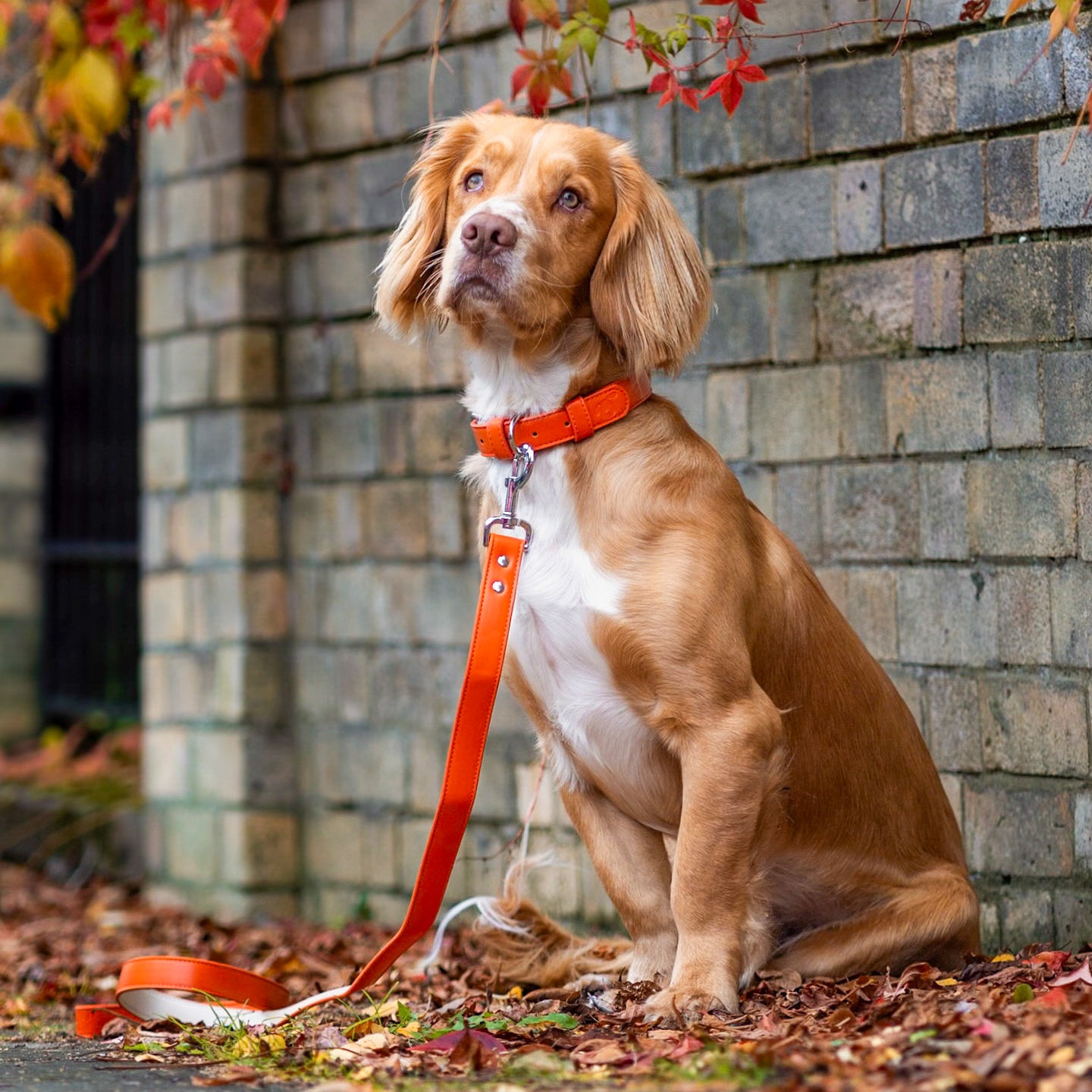 Vegan Leather Dog Collar - Coral